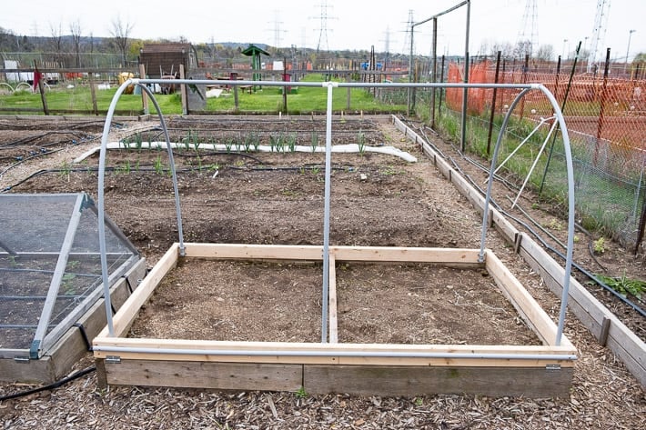 Completed hinged hoop house in a large community garden, waiting for the last step, placing insect netting around it.