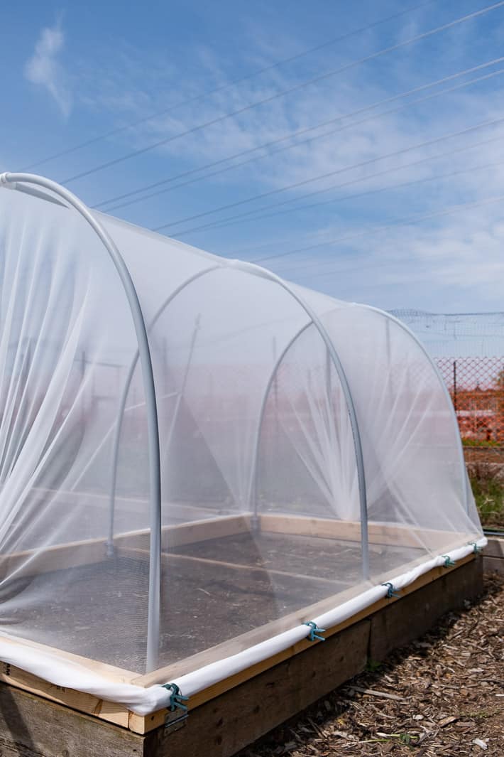 Hinged hoop house sits on raised bed in large garden with blue skies in the background.