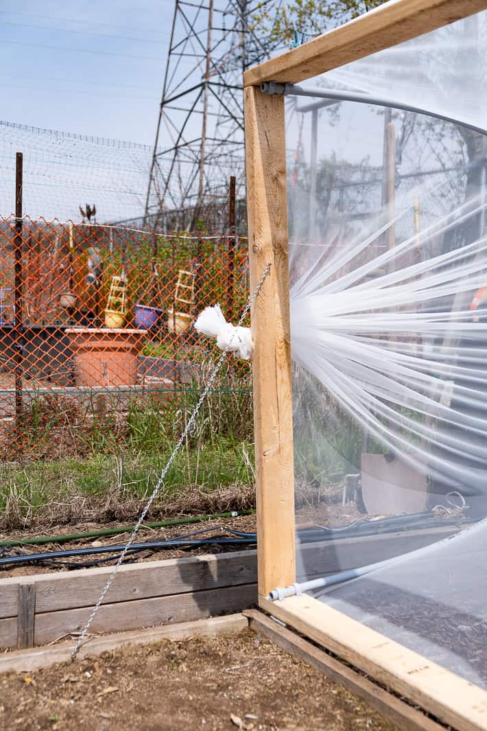 Chain used to hold open the heavy frame of a hinged hoop house runs from the raised bed frame to the hoop house frame.