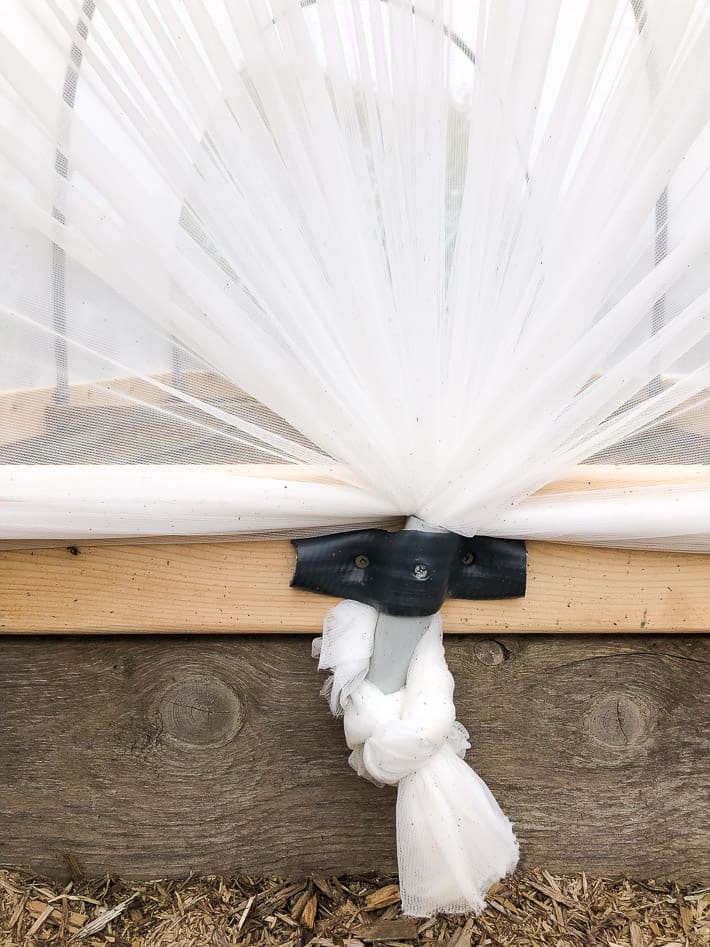 Securing netting at the side of the hinged hoop house with a tube and garden hose.