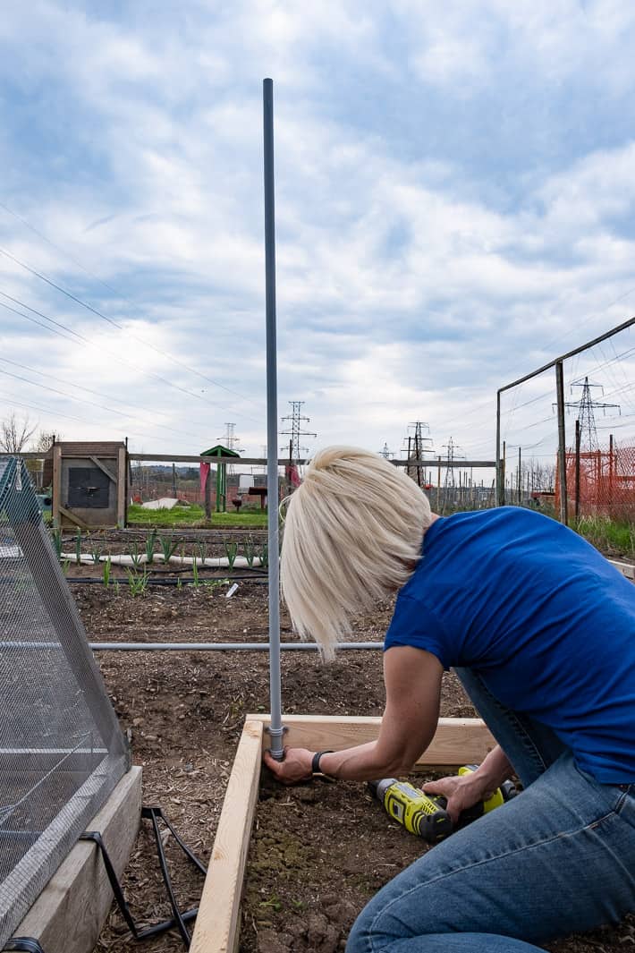 Screwing electrical conduit clamps into the 2x4 frame of a hinged hoop house with big blue skies overhead.