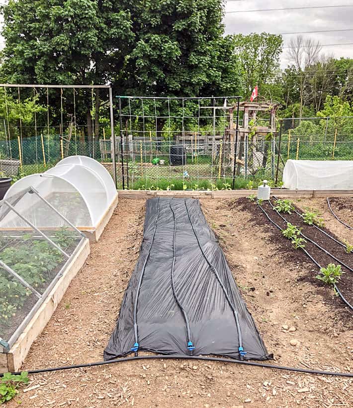 Tidy, large vegetable garden with newly laid out drip irrigation tubes.