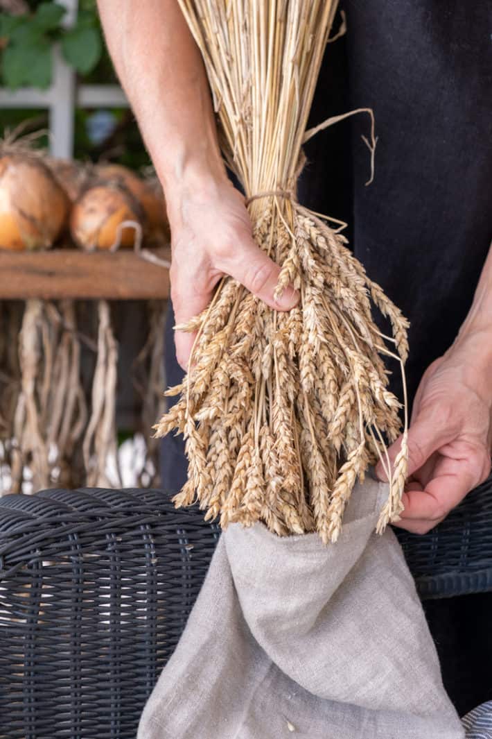 How to grow and harvest wheat on a small scale. Wrestling a bunch of wheat into a linen bag for threshing.