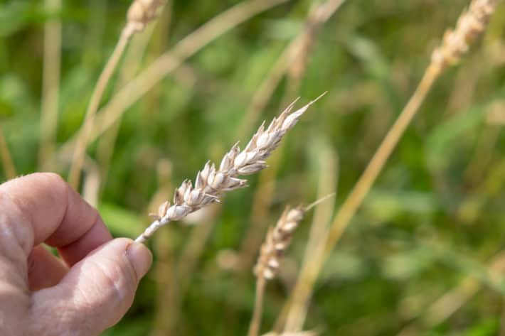 A fully dried wheat head at the end of summer.