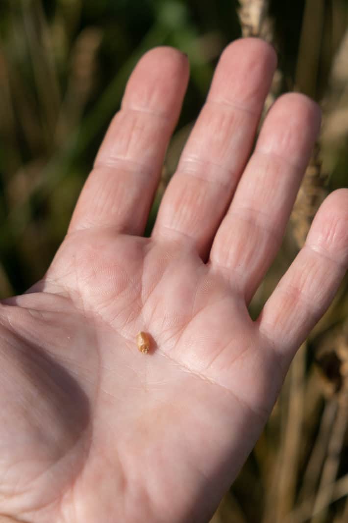 A wheat berry, about the size of a grain of rice, held in the palm of a woman's hand.