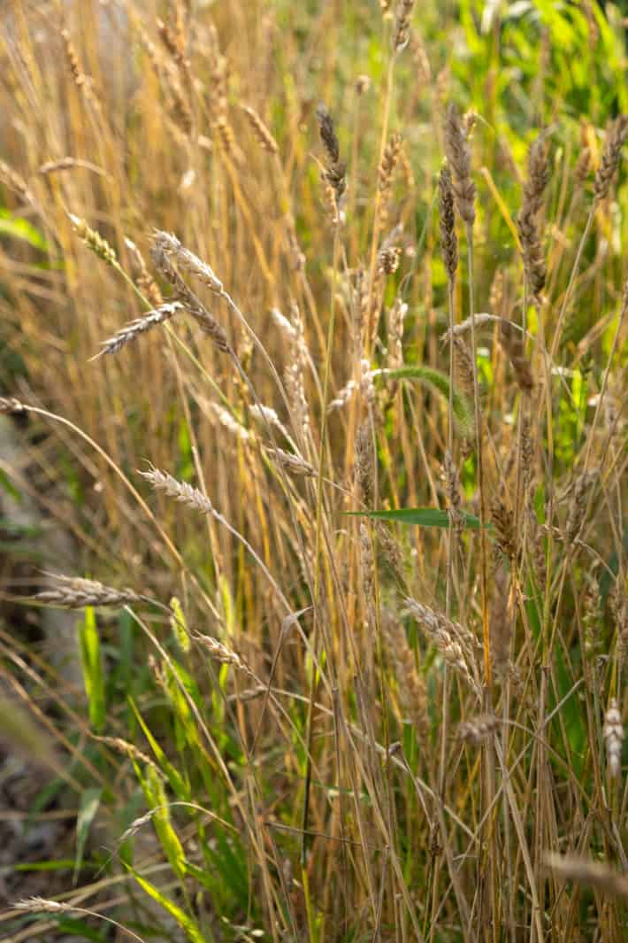 Small scale home grown wheat that has turned dry and golden with heads that are nodding down, ready for harvet.