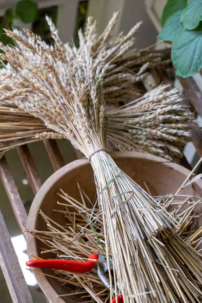 Wheat sheaf from home grown wheat ready to thresh. 