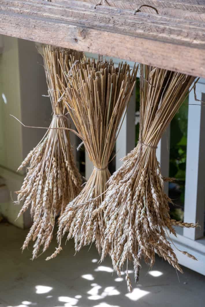 Home grown wheat made into sheaves, left drying in a protected area under a drying rack.