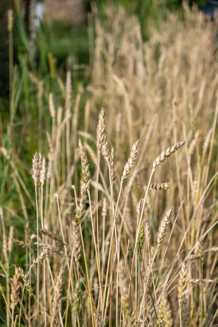 Dried wheat grown in a small area ready to harvest.