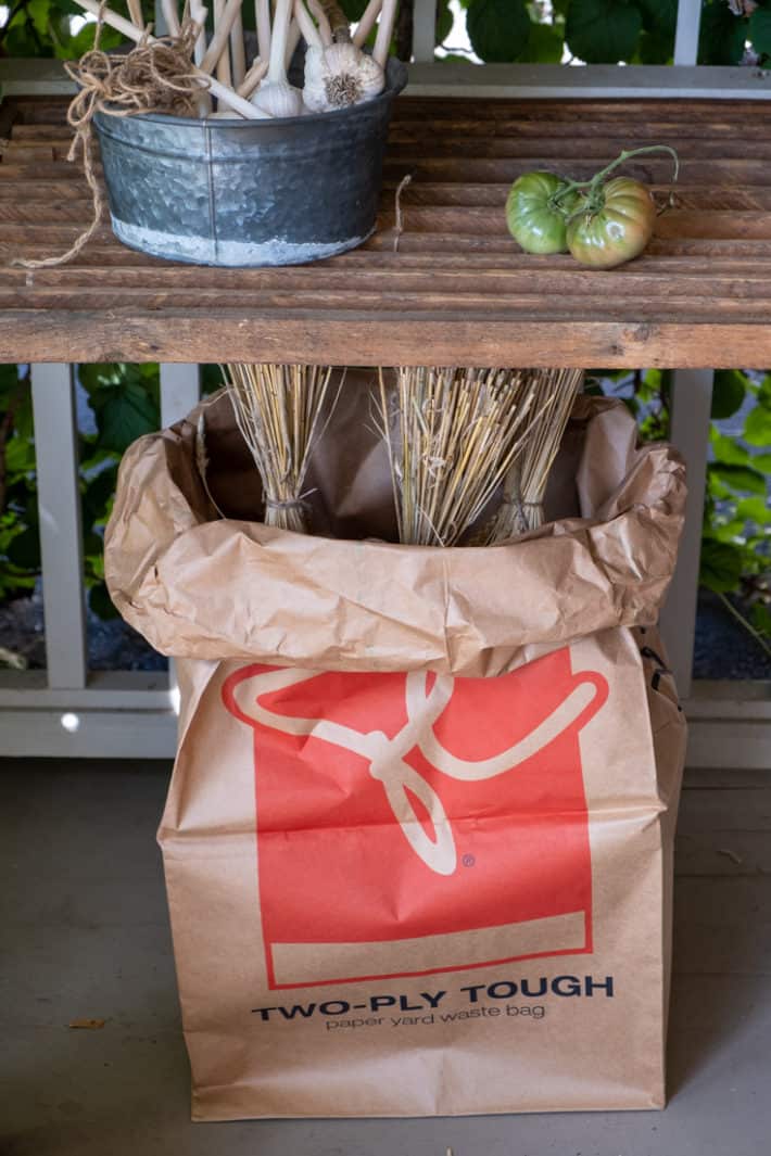 Cut wheat drying further outside with a paper yard bag underneath to protect it from animals and catch any falling grains.