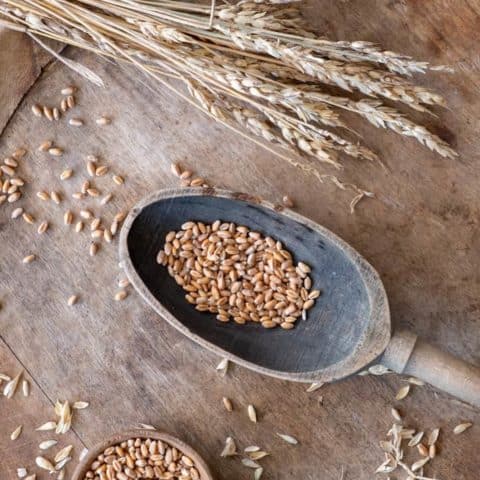 How to Grow Wheat on a Small Scale.