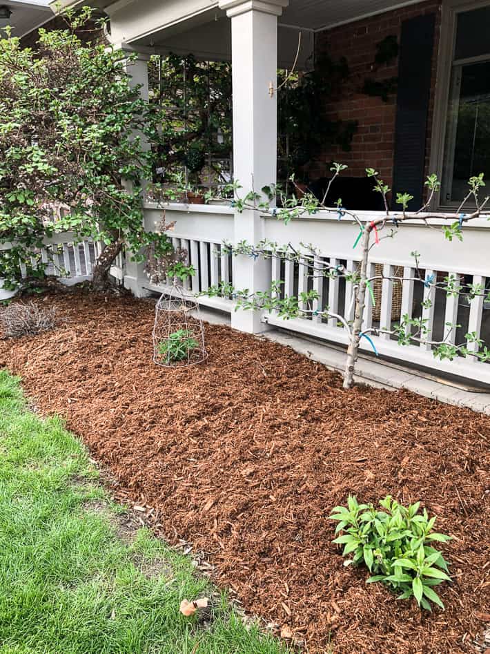 Front porch of a heritage home with newly mulched garden bed and espaliered apple tree.