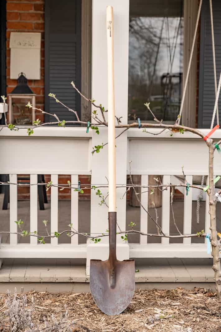 Old shovel head with a properly replaced new handle, resting against a porch pillar in front of an apple espalier.