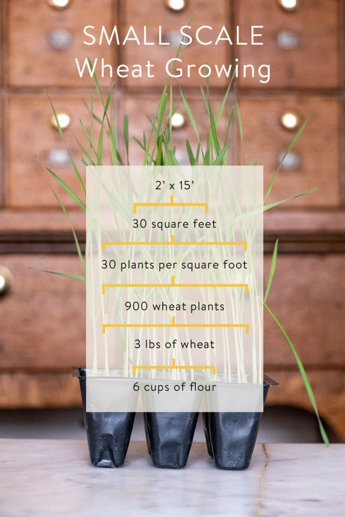 How to grow and harvest wheat on a small scale. Graphic showing that 30 square feet, with 30 plants per square foot will produce 3 pounds of wheat and therefore 6 cups of flour.