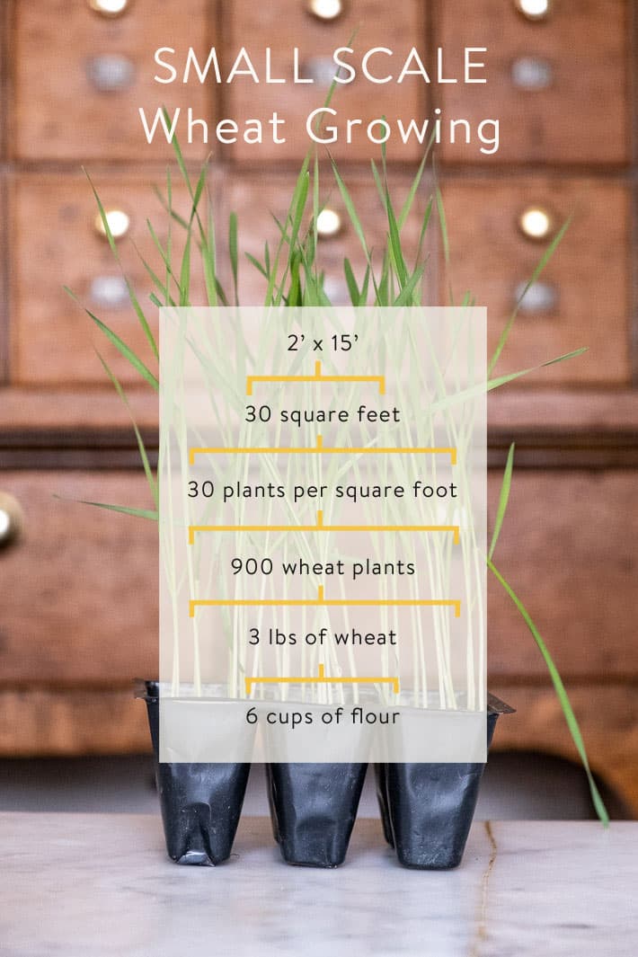 Graphic showing that 30 square feet, with 30 plants per square foot will produce 3 pounds of wheat and therefore 6 cups of flour.