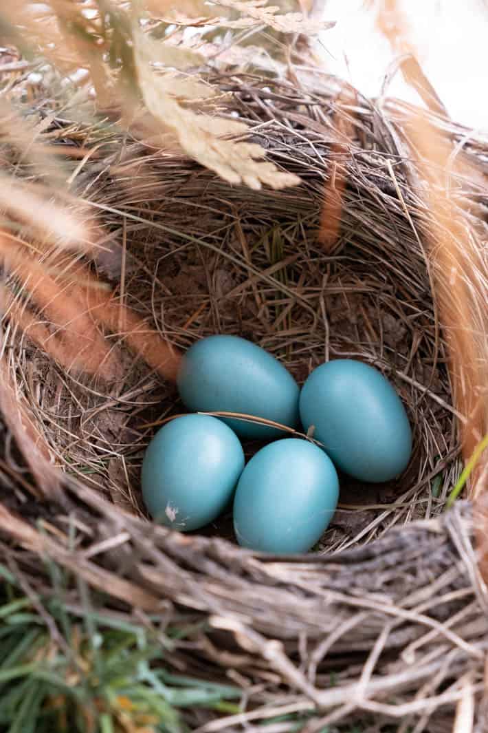 robin's nest