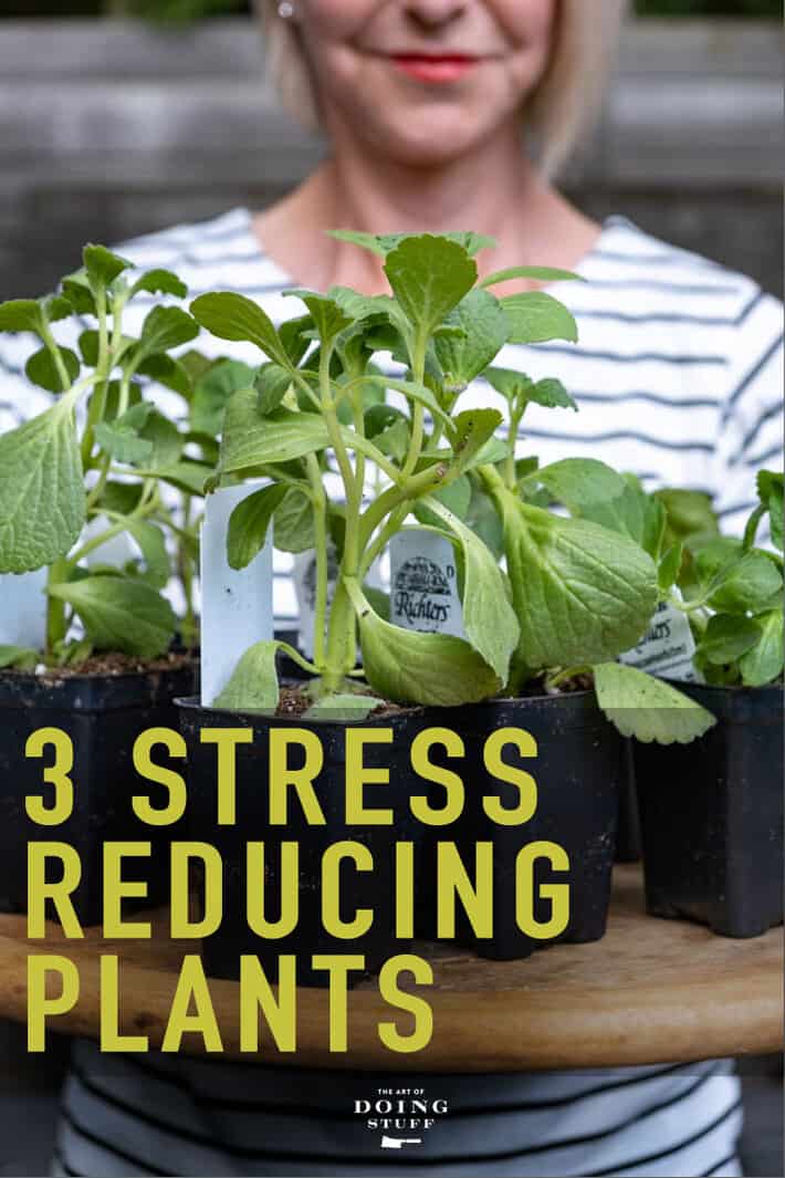 These 3 Plants to Help Remedy Anxiety.