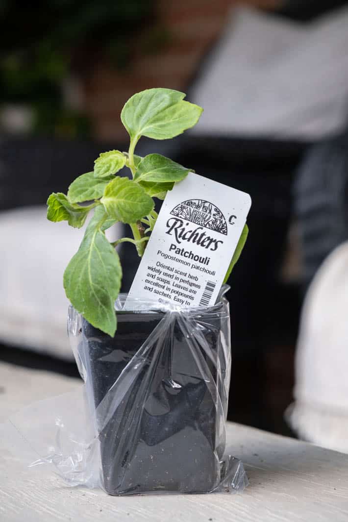 Patchouli seedling sitting on a wood bench, ready to plant out in the garden.