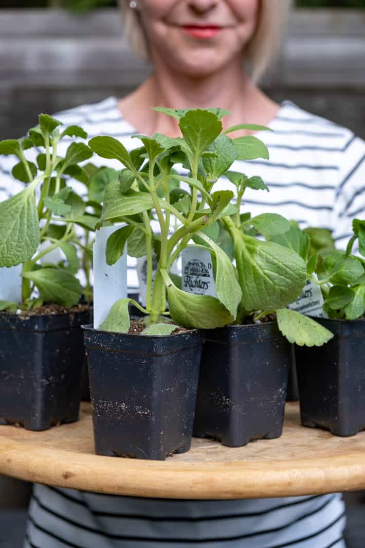 Woman holds a wood tray filled with a variety of similar looking plants, which all reduce stress.