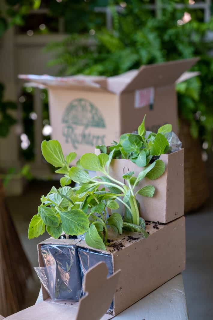 Elaborate cardboard packaging used for shipping live plants keeps them upright, moist and healthy.