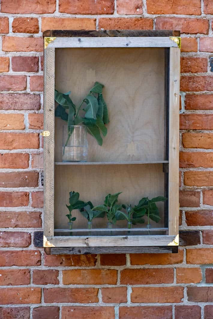 Rustic wood DIY butterfly enclosure filled with vases containing cut milkweed.