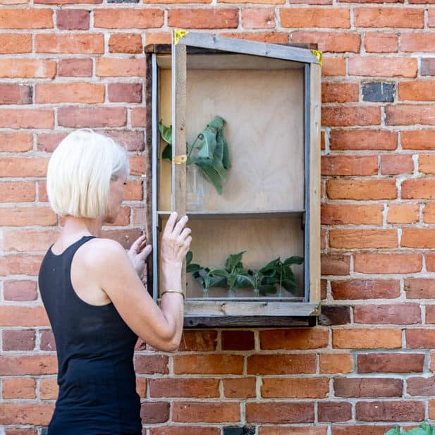 Karen Bertelsen looking into her DIY butterfly enclosure hanging on exterior red brick wall.