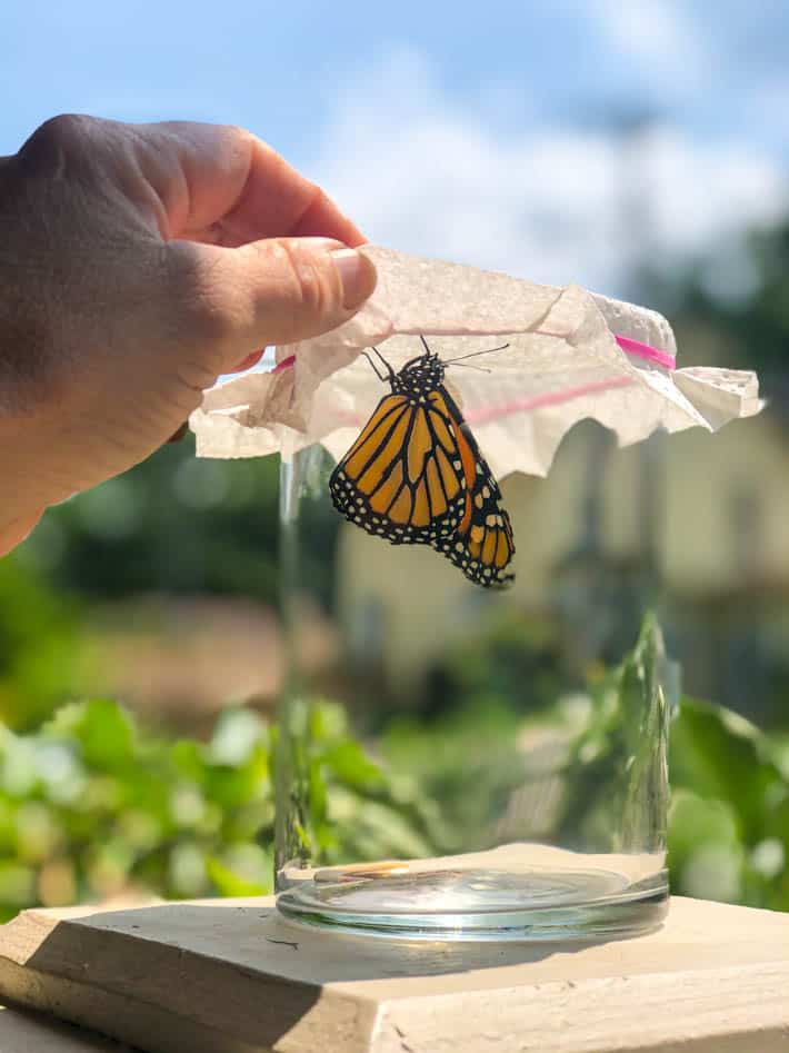 Hand lifting paper towel covering glass jar. Monarch butterfly rests on jar.