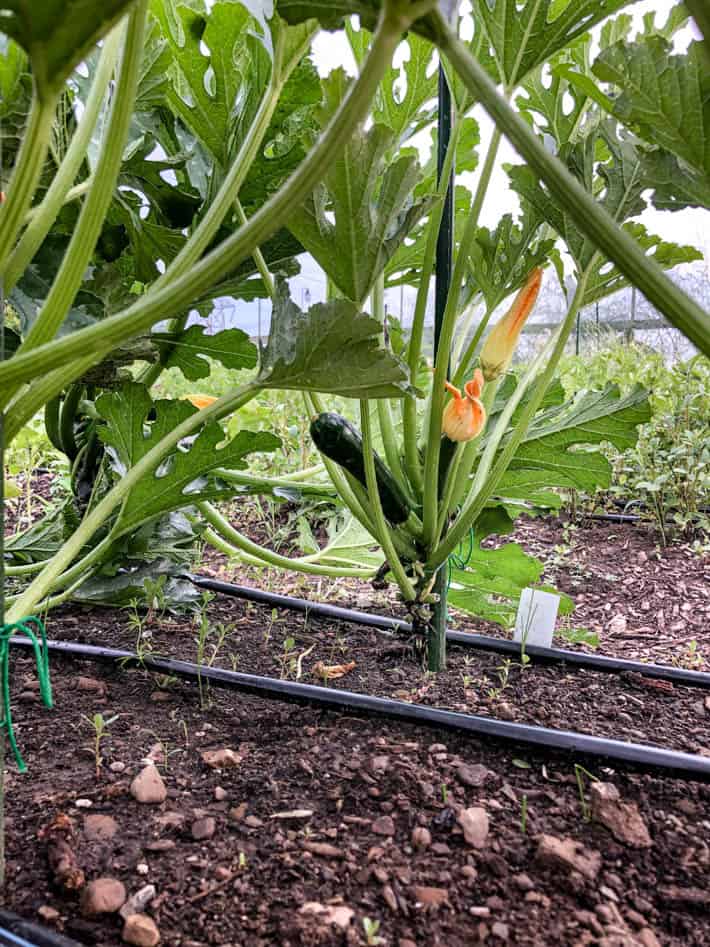 Pruned and staked zucchini plant in the garden.