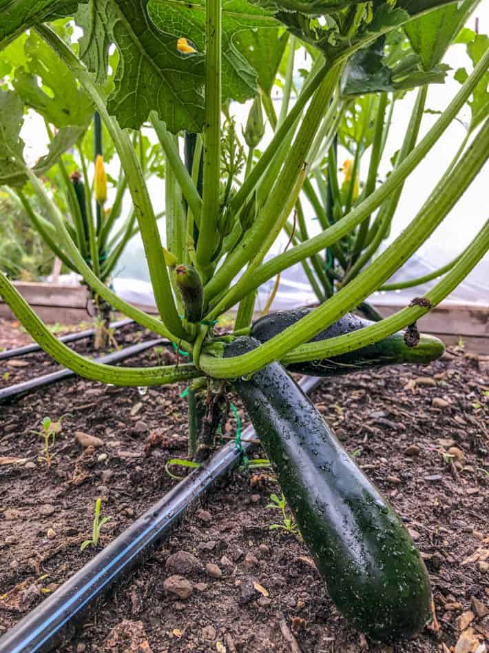 Pruned and staked zucchini plants bearing zucchini.