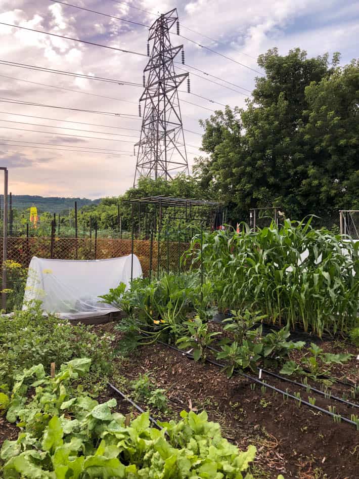 Rows of vegetables including corn, zucchini, eggplant, lettuce and dill.