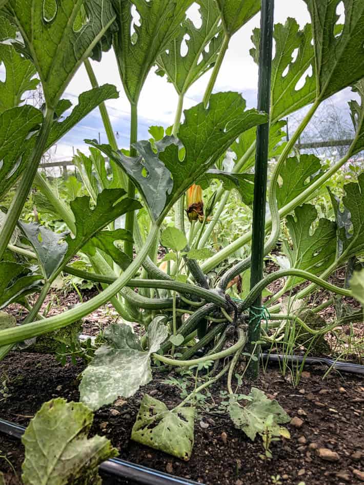 Shot of a zucchini plant that has been staked only once early in the season. 