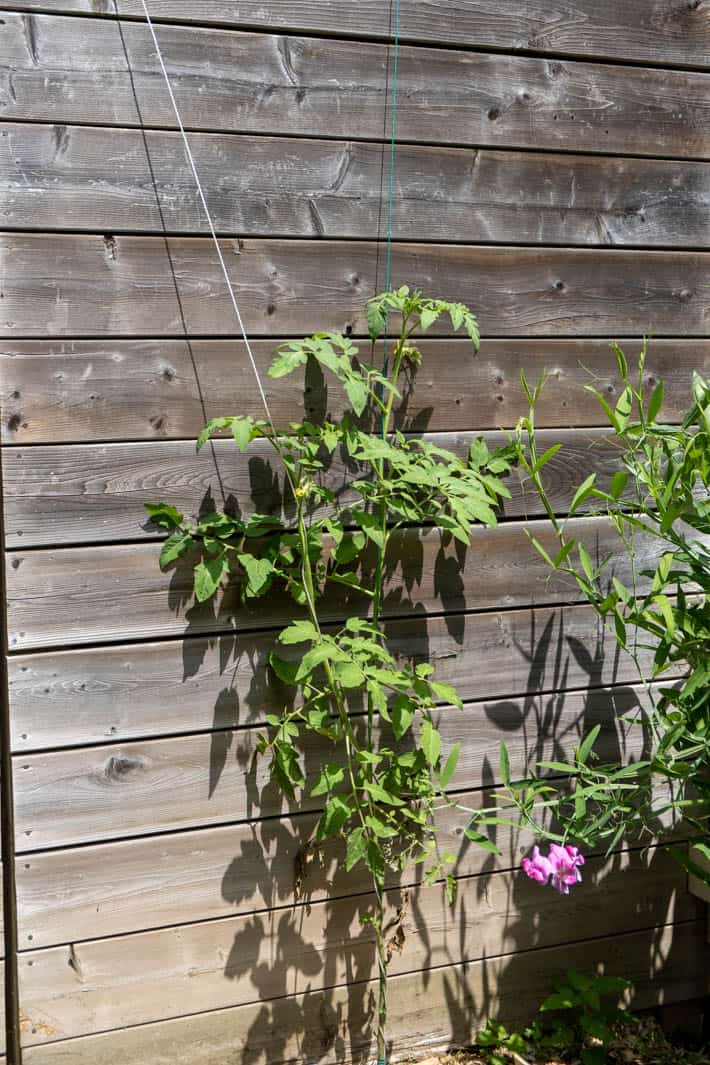 Black Krim tomato plant growing against back fence using the string method. 