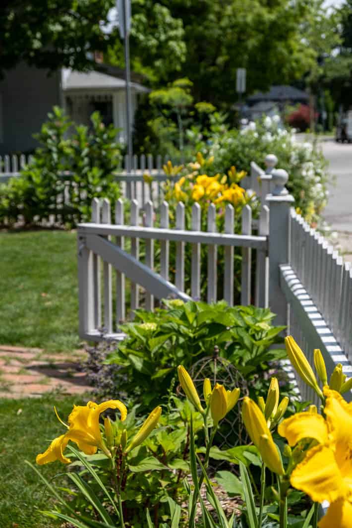 Yellow daylilies growing near front of white picket fence, with open gate.