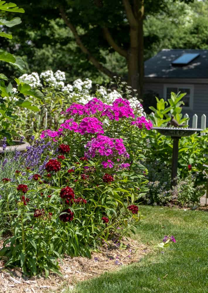 Corner of garden showing a variety of colourful flowers including dianthus, phlox and lavender.