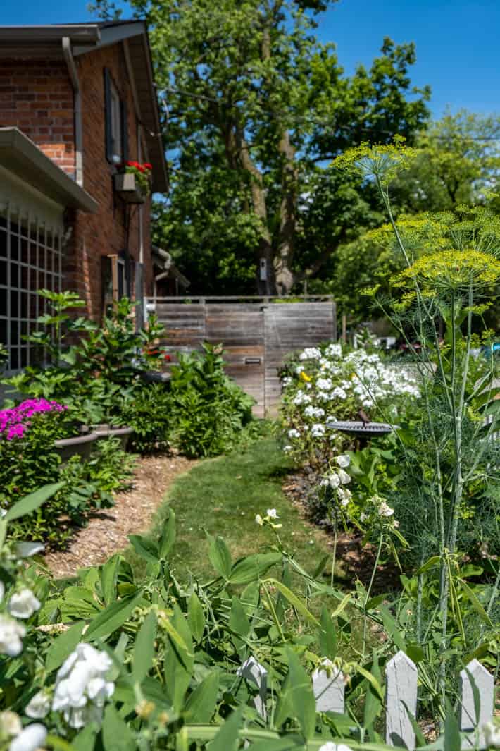 Narrow English Cottage garden to the side of an historic red brick cottage. 
