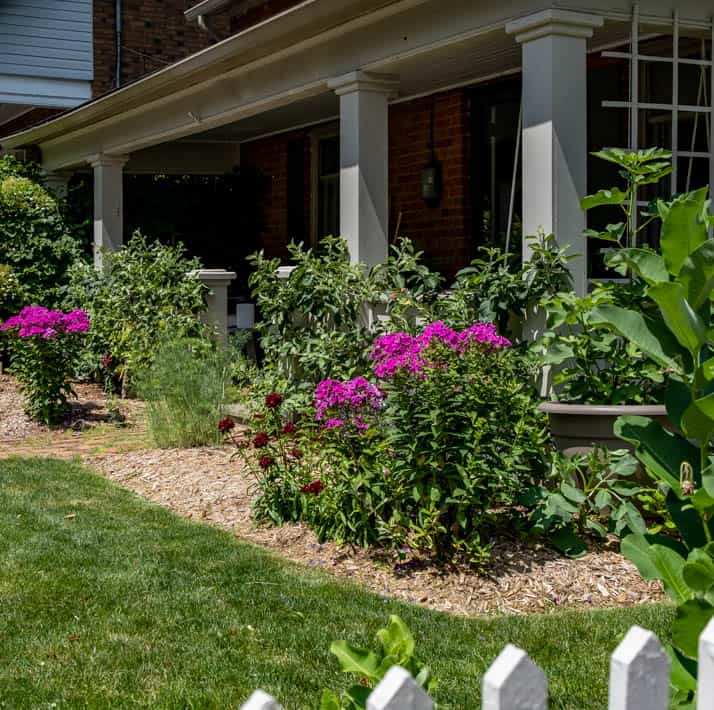 Purple/pink phlox growing in front of historic porch.