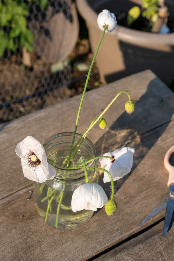 Cut Bridal Silk poppies featuring white blooms with deep purple centers (some blooms open, some closed) in a jar with water sitting on a wooden table.
