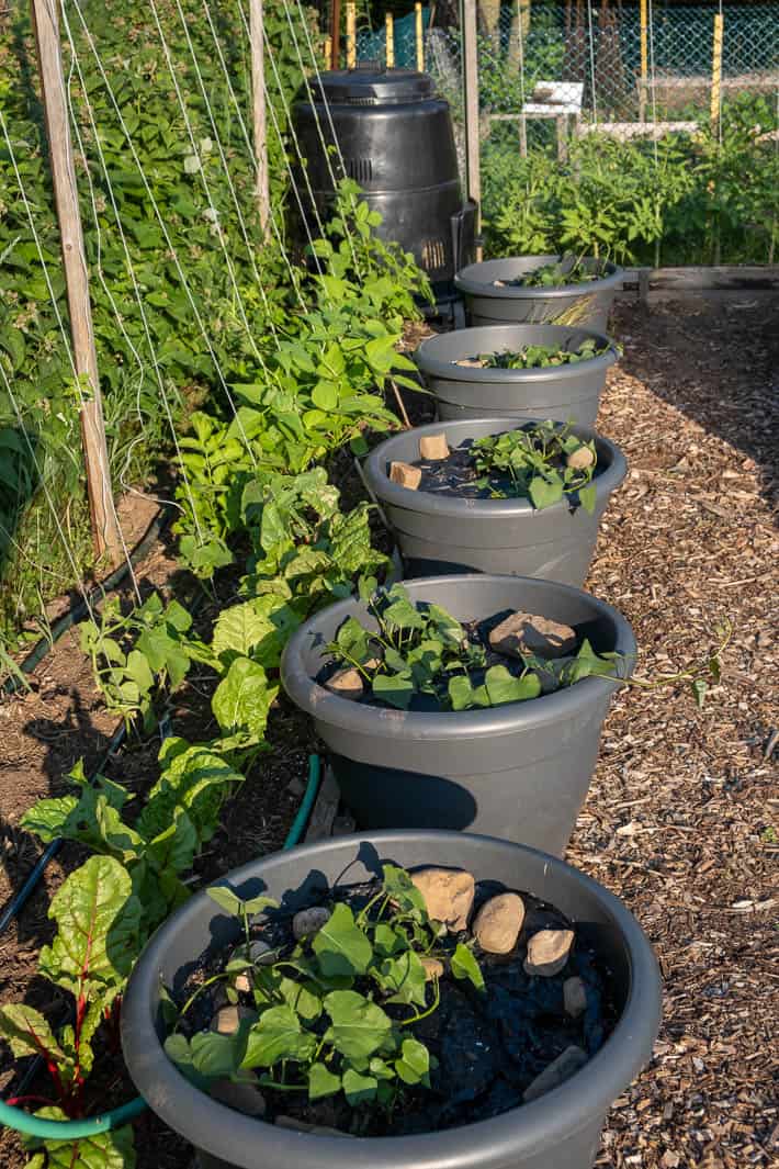 Sweet potatoes growing in pots beside string-trained plants with composter in background. 