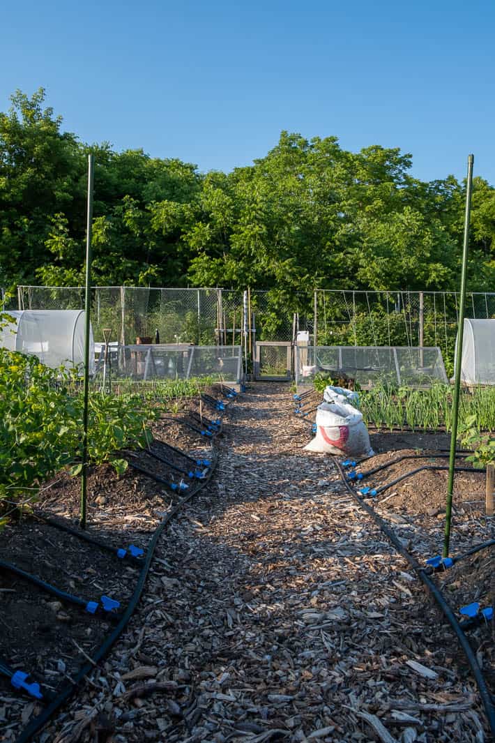 Drip irrigation system positioned along the sides of the garden beds with chain-link fence in background. 