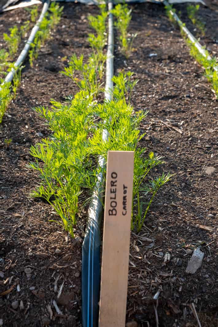 Bolero carrot plants growing in rows.