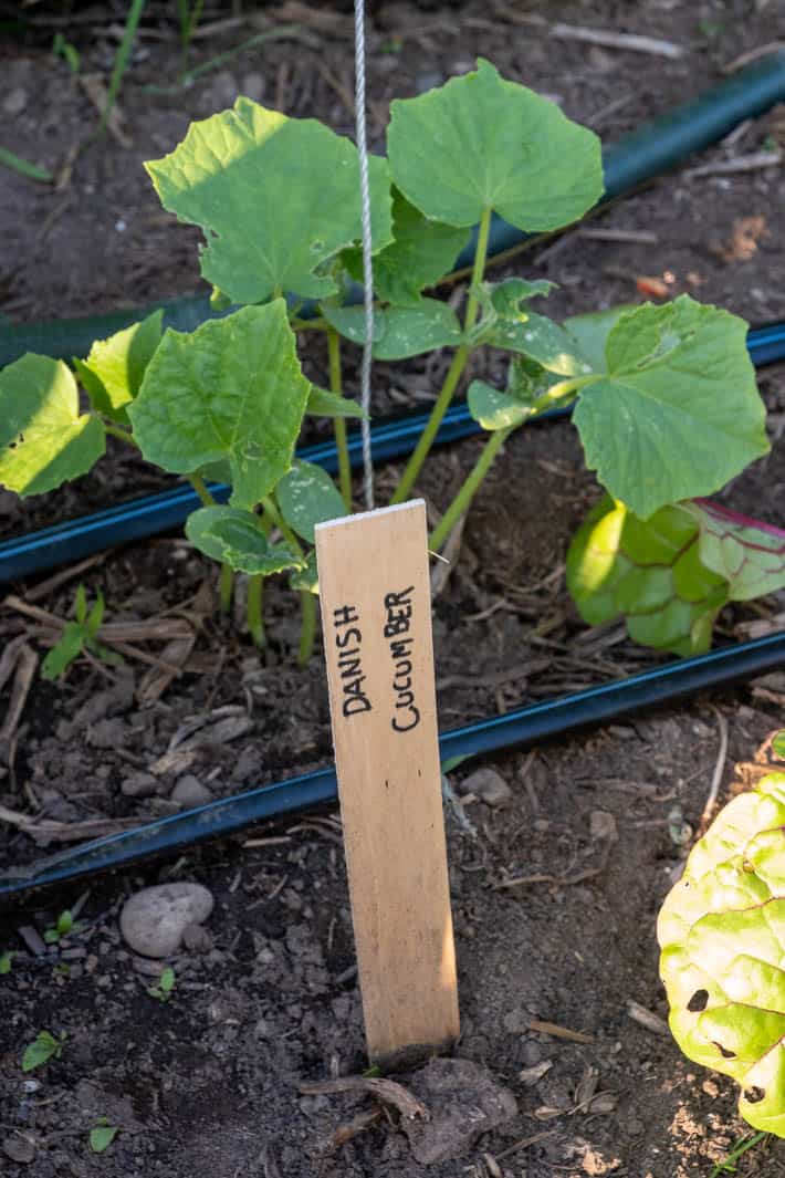 Danish cucumber plants growing.