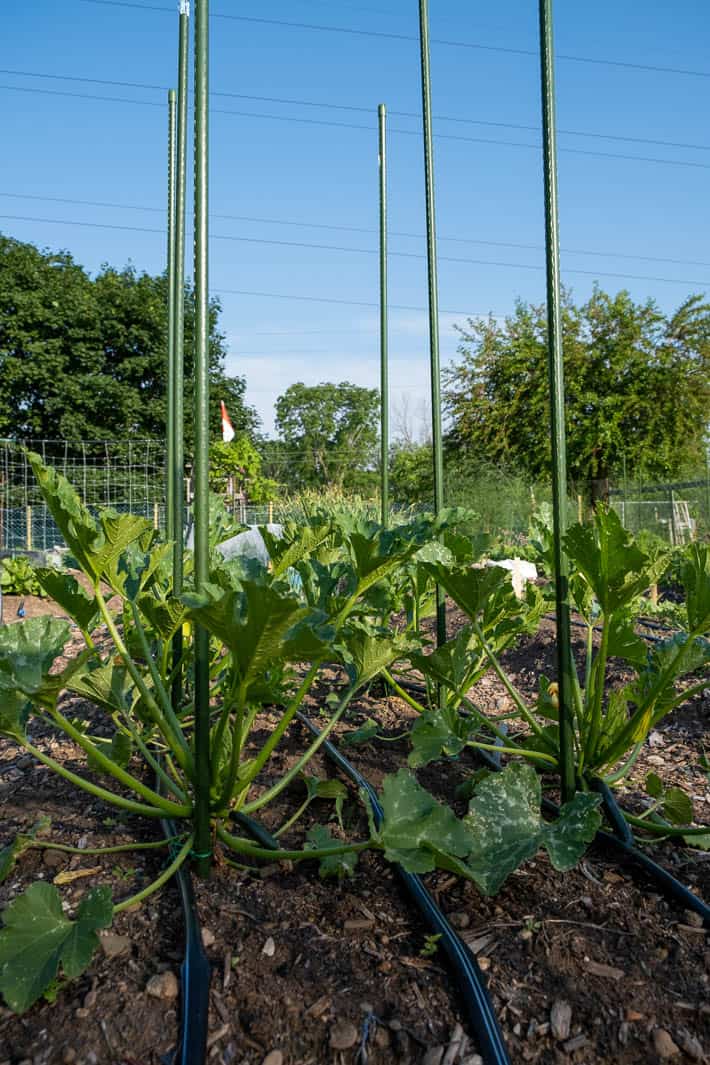 Staked zucchini plants showing signs of powdery mildew. Drip irrigation hoses on ground. 