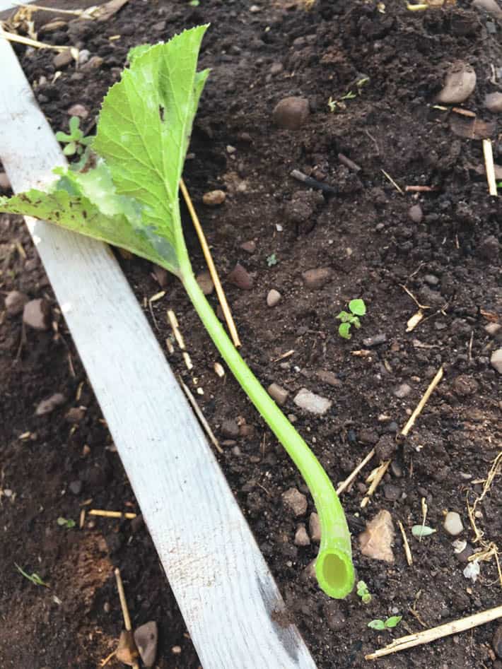 The hollow stem of a large zucchini leaf.