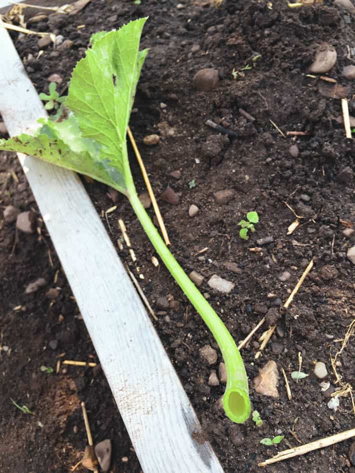 The right way to grow zucchini to make your plants last longer, take up less space and produce more. The hollow stem of a large zucchini leaf.