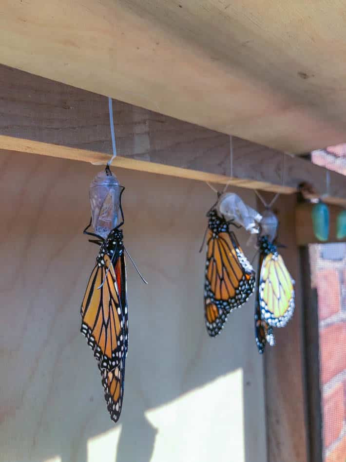 Newly emerging Monarchs inside a DIY butterfly house.