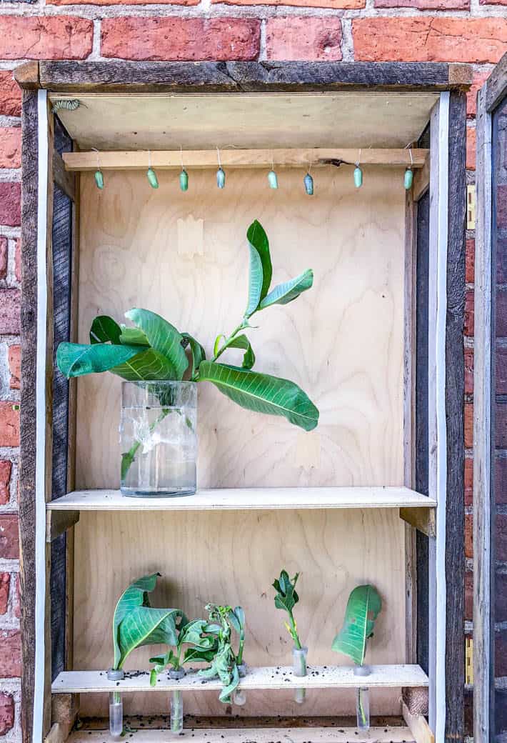 Monarch chrysalises lined up ready to pupate.