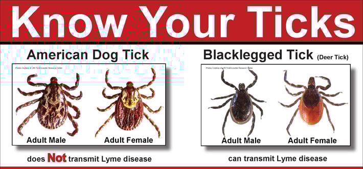 Tick Species Chart