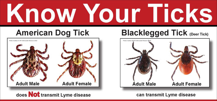 Tick identification chart. Dog tick versus deer tick.