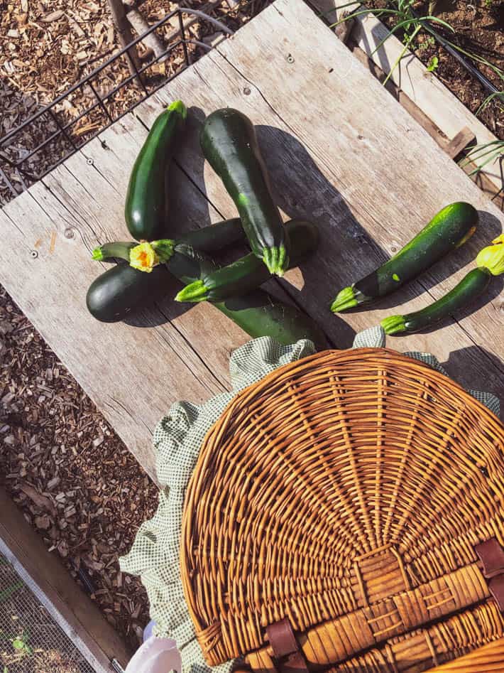 A pile of zucchini lay on a picnic table beside a wicker basket.