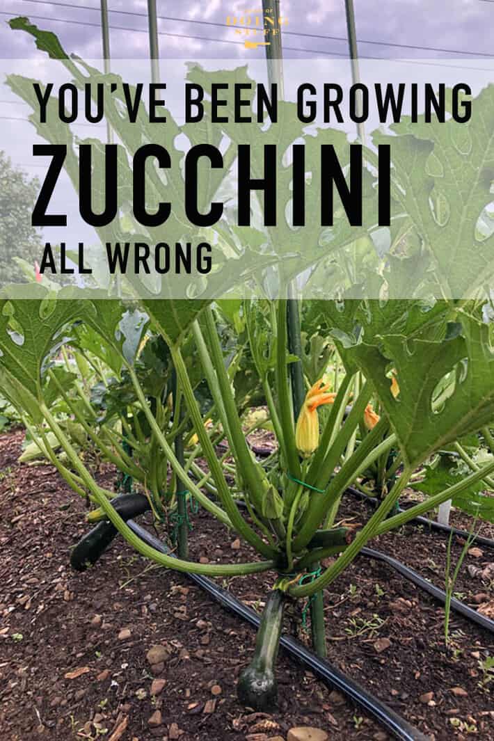 You\'ve Been Growing Your Zucchini Plants All Wrong